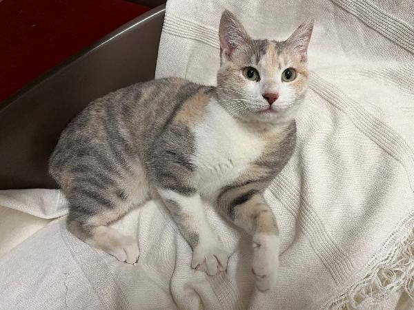 BONNIE, 6 mesi, dolce come il miele Foto 7